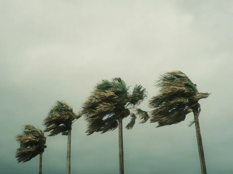 Palm trees bending in strong wind under a grey storm sky